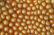 ปะการังดาวสีทอง